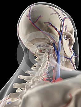 The veins and arteries of the head