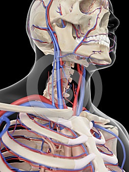 The veins and arteries of the head