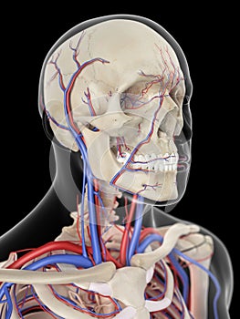 The veins and arteries of the head photo