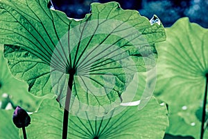 Veins on big green lotus leaf