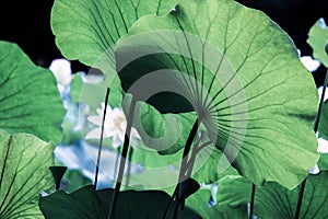 Veins on big green lotus leaf