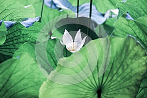 Veins on big green lotus leaf