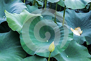 Veins on big green lotus leaf