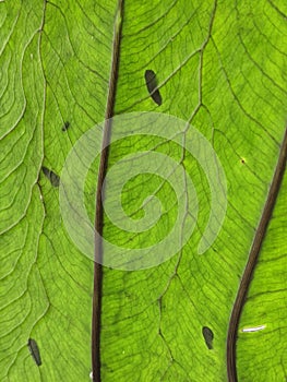 Veins on a bright green leaf