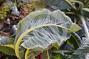 veins of a cauliflower frozen leaf