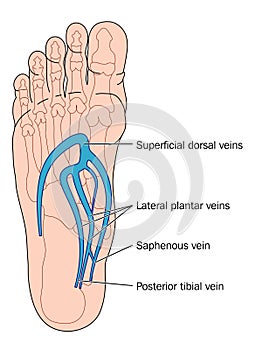 Veins of the foot