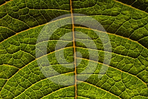 Veins on green leaf