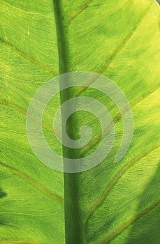 Veins of Green Leaf, Close up