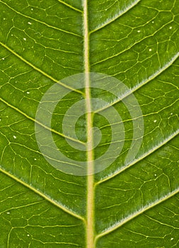 Veins of a green leaf showing angles