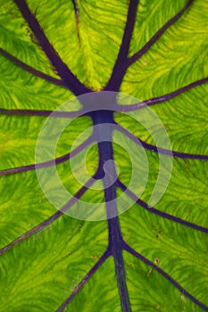 Veins of a green leaf showing details.