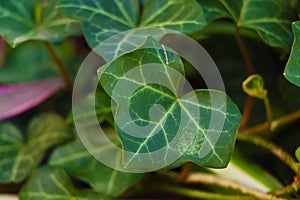Veins of a green leaf showing details.