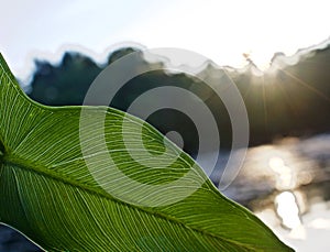 Veins of Green Leaf Visible in Light of Summer Sunset