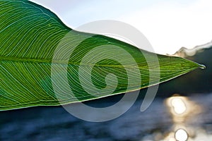 Veins of Green Leaf Visible in Light of Summer Sunset