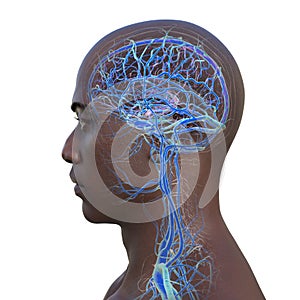 Brain veins, 3D illustration