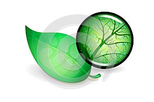 The veins of the leaf under magnification