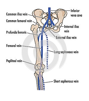 Veins of the leg