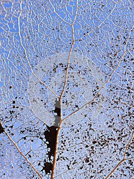 Veins in an old dead aspen leaf seen against blue sky