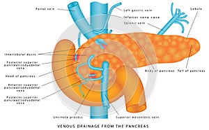 Veins of pancreas
