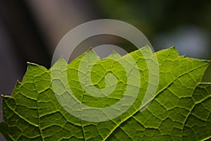 Veins and plant cells in a young leaf. Background with green vine leaf with copy space.