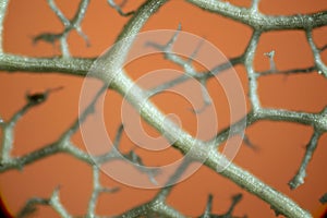 Veins from plant leaf under microscope
