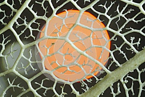 Veins from plant leaf under microscope