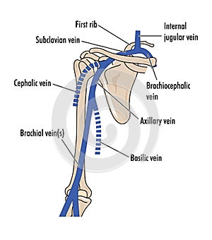 Veins of the upper arm photo