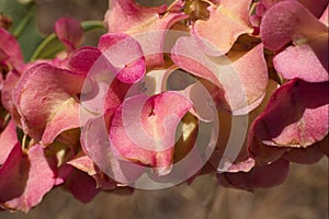 Veiny Dock or Rumex Venosus