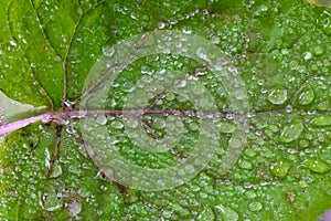 Veiny Green Sowthistle Leaf with Waterdrops