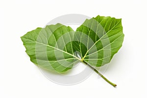 Veiny One green leaf of fig tree. Generate Ai photo