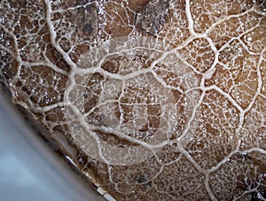 A moving plasmodium of a slime mold on a substrate photo