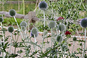 Veitch\'s Blue Globe Thistle flowers