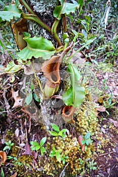 Veitch`s Pitcher Plant Nepenthes veitchii