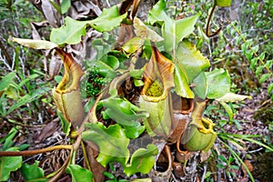 Veitch`s Pitcher Plant Nepenthes veitchii