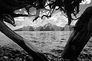 Veiw of the Grand Teton Mountains form under a fallen tree