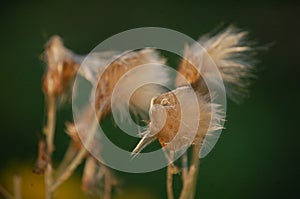 Velcro in autumn