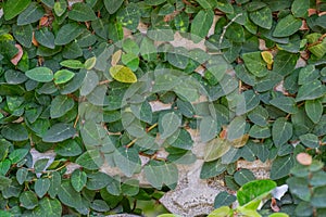 Velcro tree with climbing on the wall.