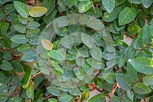 Velcro tree with climbing on the wall.