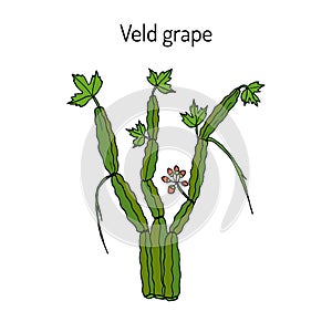 Veld grape cissus quadrangularis , medicinal plant