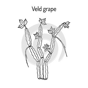Veld grape cissus quadrangularis , medicinal plant