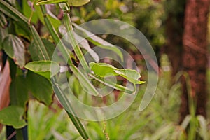 Veld grape, devil`s backbone or adamant creeper