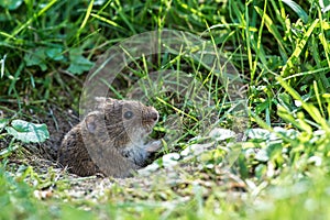 Veldmuis; Common Vole; Microtus arvalis;