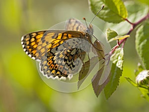 Veldparelmoervlinder, Glanville Fritillary, Melitaea cinxia, Gem