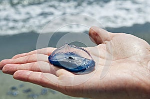 Velella placed on the one hand