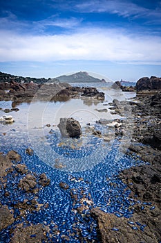 Velella Velella, French Riviera, France.