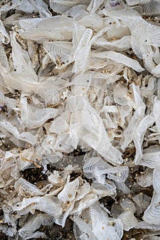 Velella velella, by-the-wind-sailor, stranded on the beach