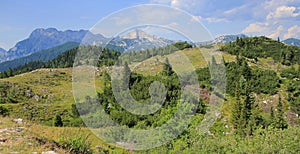 Velika planina meadow vegetation, Slovenia