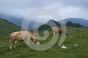 Velika planina Plateu