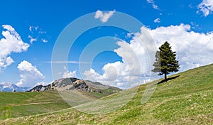 Velika Planina Tree