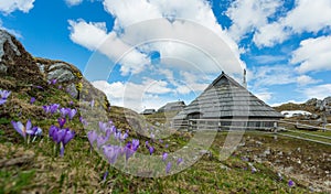 Velika planina