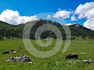 Veliki Lubenovac meadow in the Northern Velebit National Park